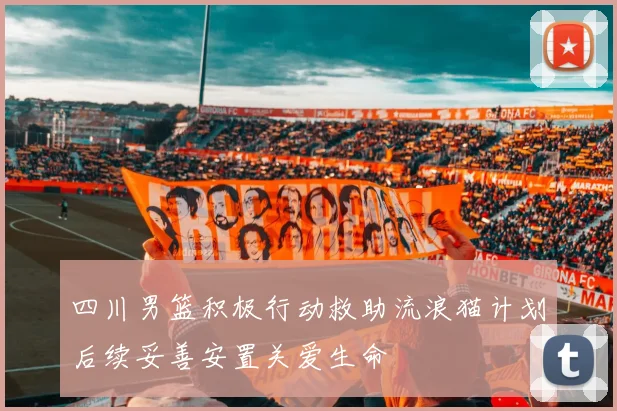 四川男篮积极行动救助流浪猫计划后续妥善安置关爱生命
