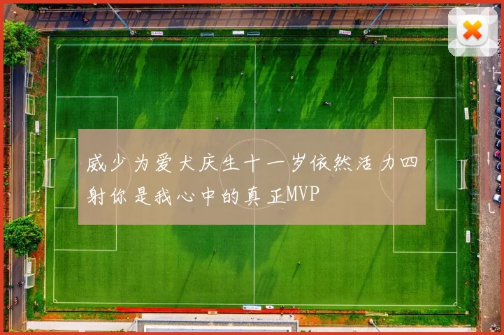 威少为爱犬庆生十一岁依然活力四射你是我心中的真正MVP